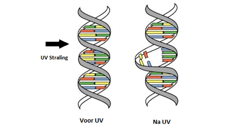 Aantasting DNA micro-organismen - vermeerdering wordt geblokkeerd