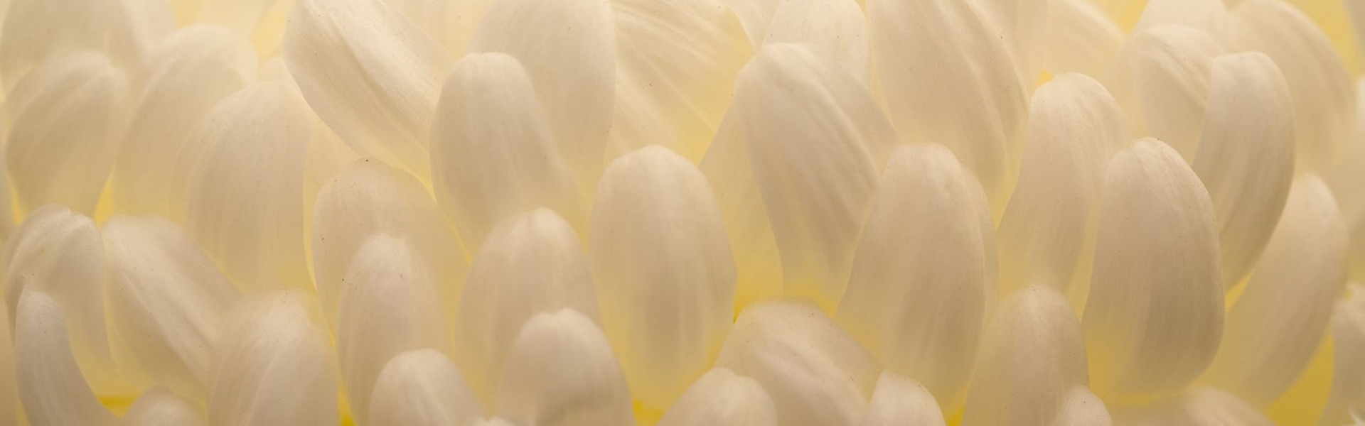 Dekker Chrysanten