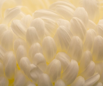 Gerelateerde projecten