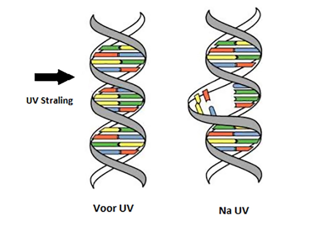 UV-licht tast DNA van virussen aan wat vermenigvuldiging stopt