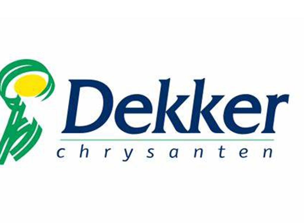 Dekker Chrysanten