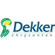 Dekker Chrysanten