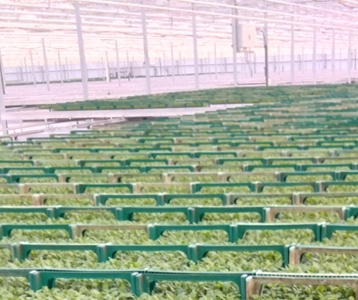 Open dag Deliflor Hoogveld